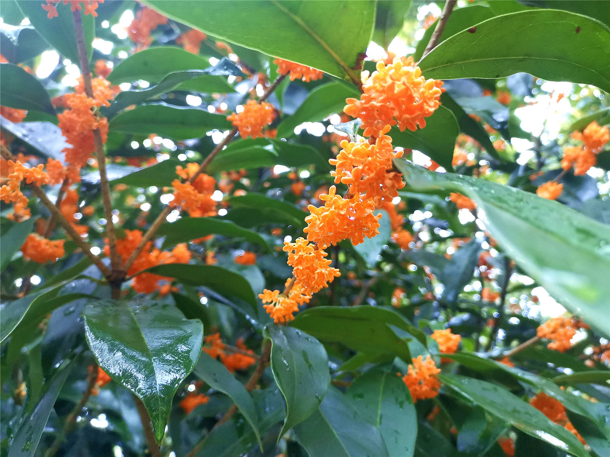 吉安视觉:雨后桂花香更浓