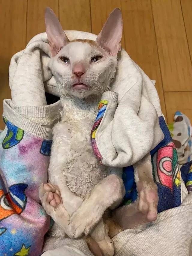 这只猫瘦的惊人,皮包骨,躺在地上就像一块又皱又脏破抹布.