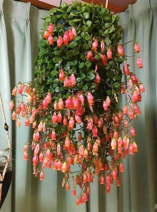 长寿花"倒吊着",花枝挑满小灯笼,叮叮当当开到年_宫灯