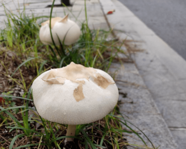 杭州一男子发现个巨大蘑菇,转眼就不见了!专家:这是真"杀手"