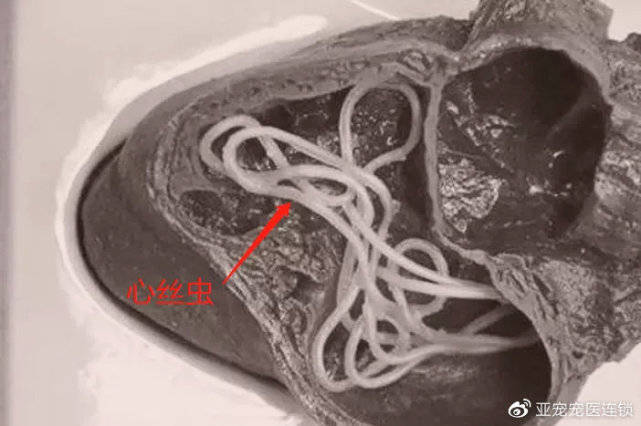 心丝虫图片,慎点74心丝虫感染:心丝虫的成虫寄生于狗狗心脏内,造成