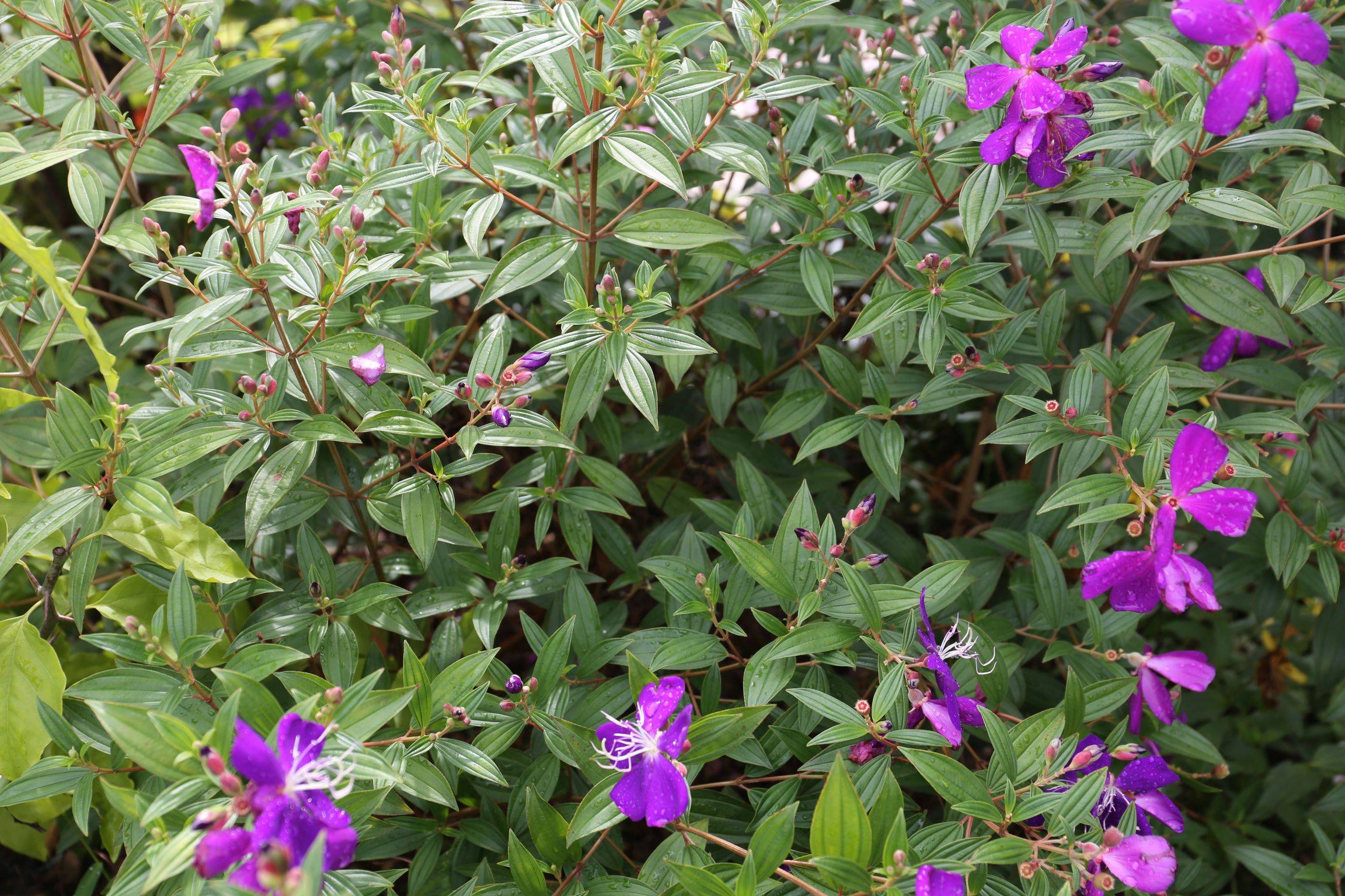 庆元植物1276野牡丹科蒂牡花属巴西野牡丹