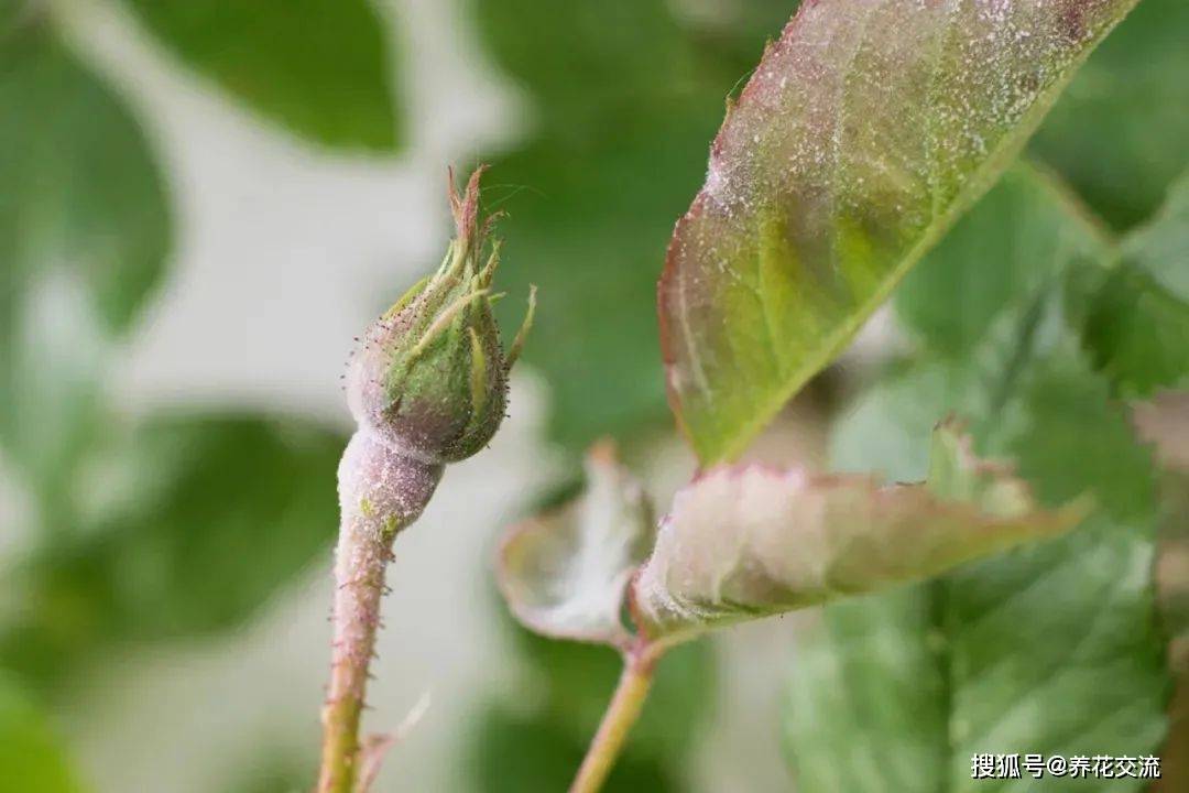 建议是使用新型的杀菌剂,可以用常见的绿妃(有效成分醚菌酯)和露娜森
