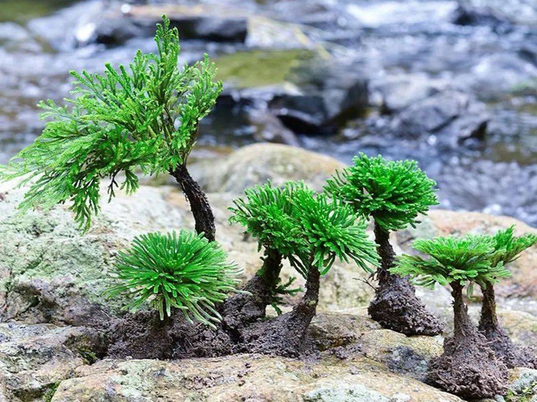长寿顽强的绿植盆景石柏还阳草,卷柏这么养护,枝叶葱翠茂密舒展