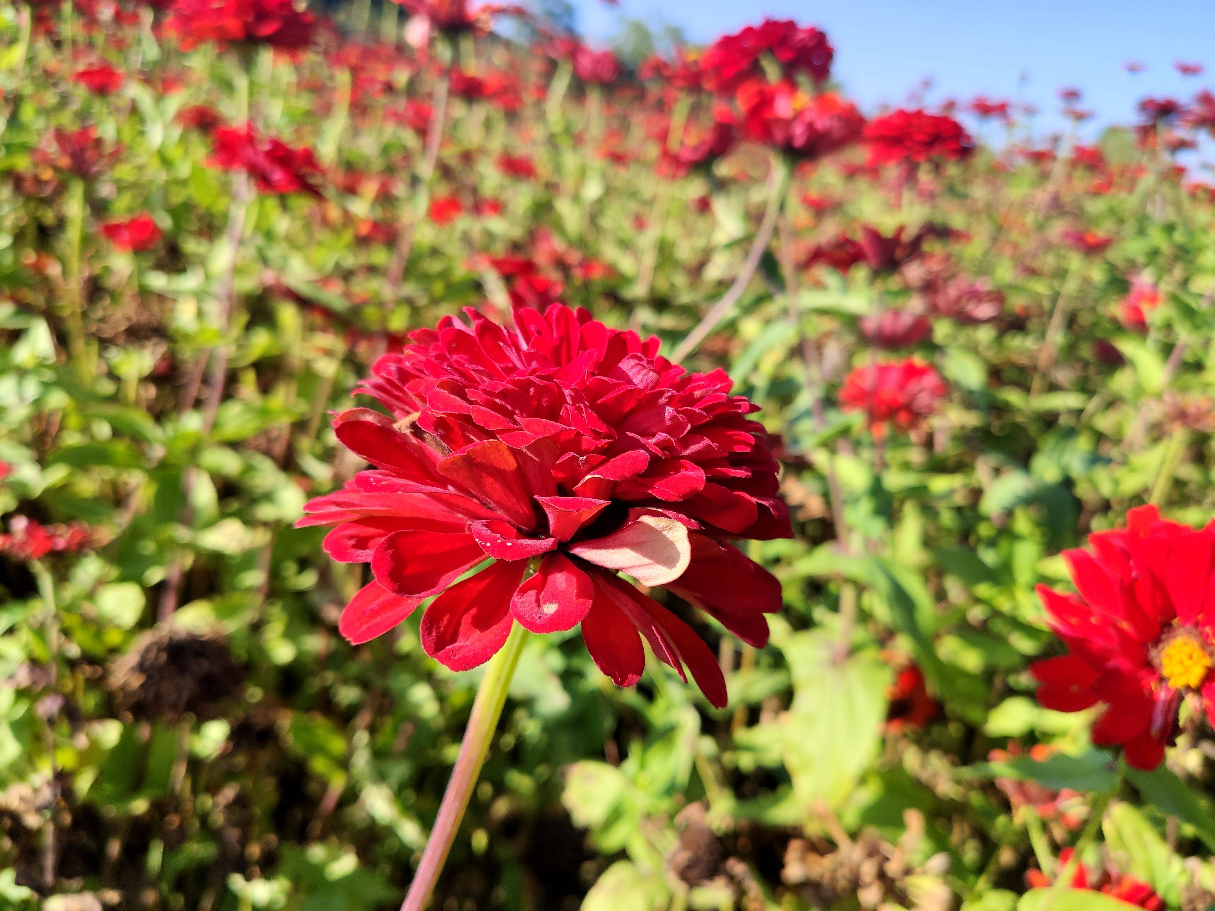 米9手机记录宁夏银川鸣翠湖中的百日菊