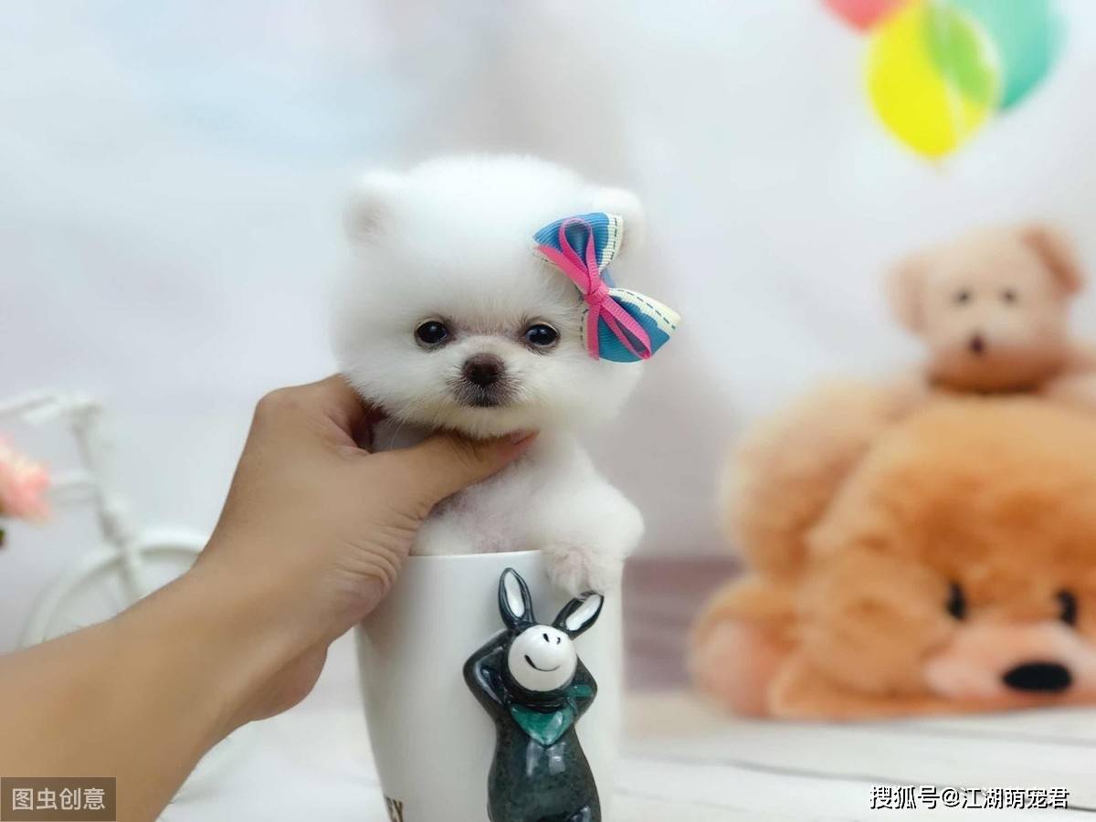 盘点:6种最常见的小型犬,你们养过吗?