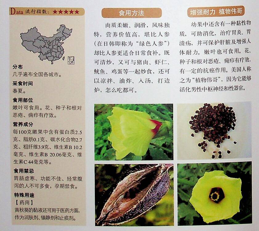 黄秋葵在日韩被称为绿色人参,在我们这随处可见,没人要!