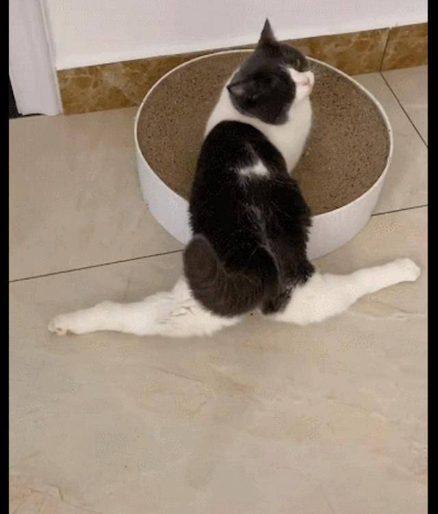 猫咪在用猫抓板磨爪子,两只后腿却呈现一字马姿势,练舞奇才啊?