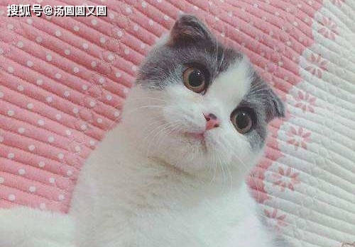 一,毛球症情况家里的折耳猫从没吐过毛球,不一定是肠胃里没毛球,有