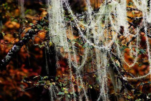 自然界中的植物"环境监测员"它们以牺牲自己的方式来提醒人类_松萝
