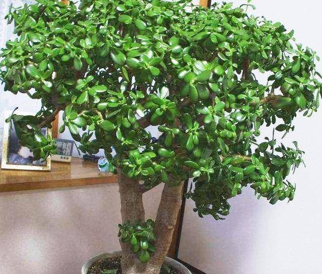 一个破脸盆养了玉树20年长成巨无霸盆景年年开满花