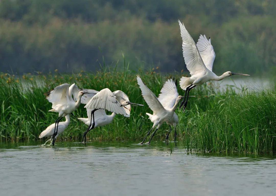 在武清大黄堡湿地,遇见"生物多样性"之美!