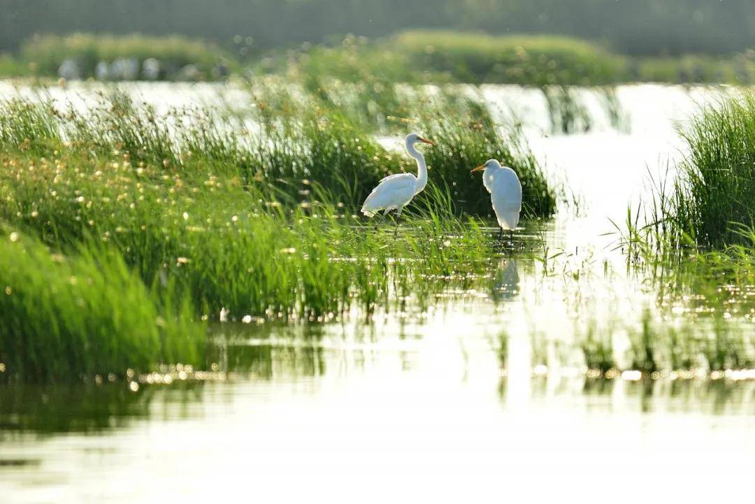 在武清大黄堡湿地,遇见生物多样性之美!