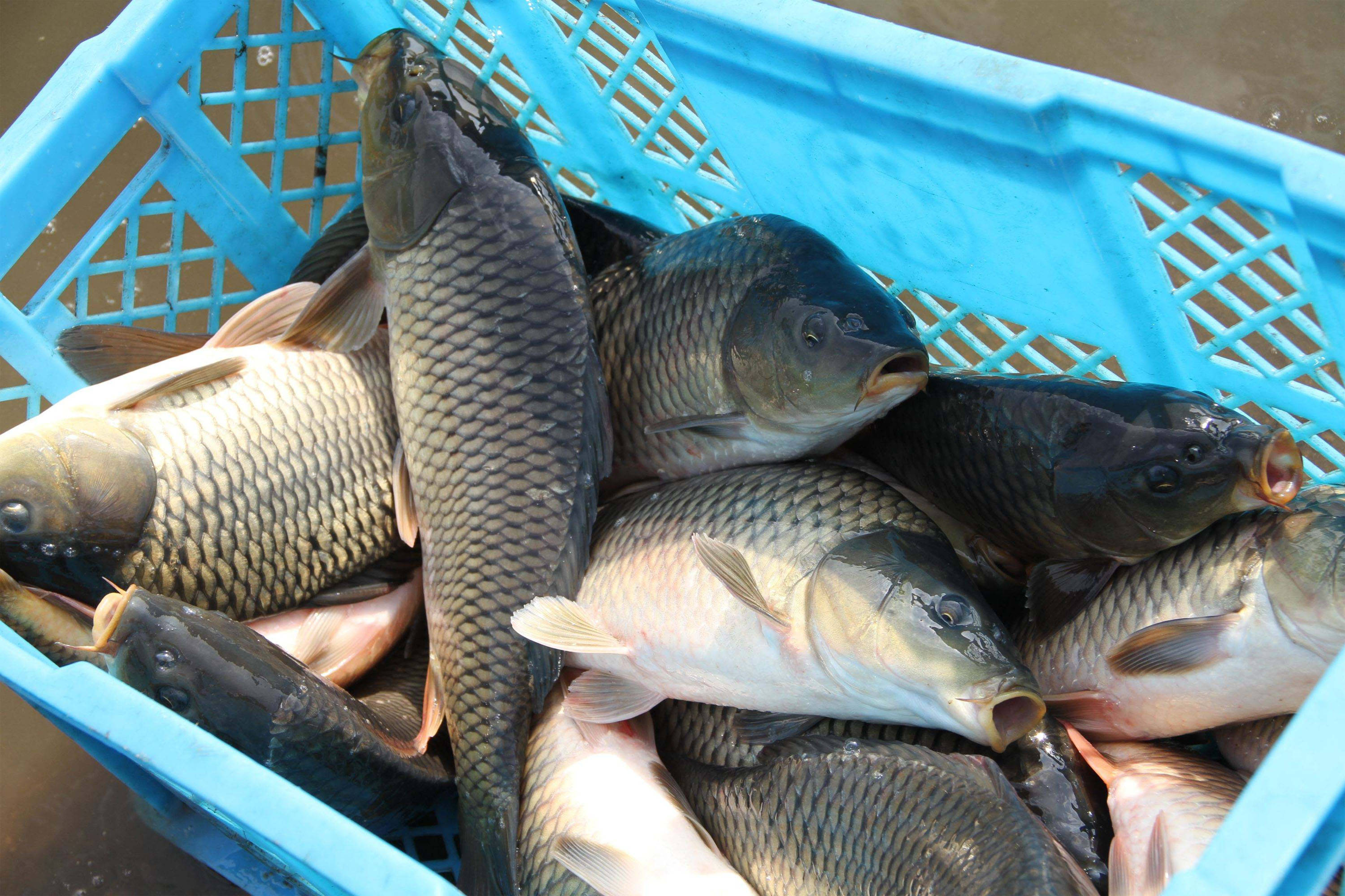 养殖的鲤鱼应该如何钓钓黑坑鲤鱼的几个百试百灵的特殊技巧