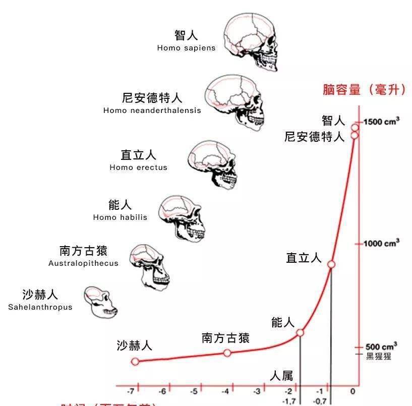 为什么科学家说对于人类双足直立行走比脑子更重要?_类人猿