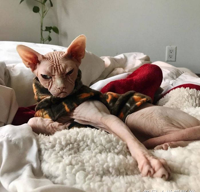 世界上脾气最暴躁的猫加拿大无毛猫洛基网友一看就是社会喵