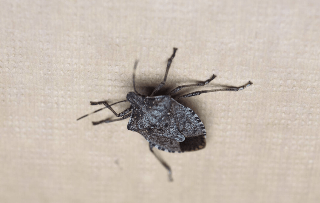 曾经人见人厌的"臭大姐",变成美食后价格不菲,未来市场可期