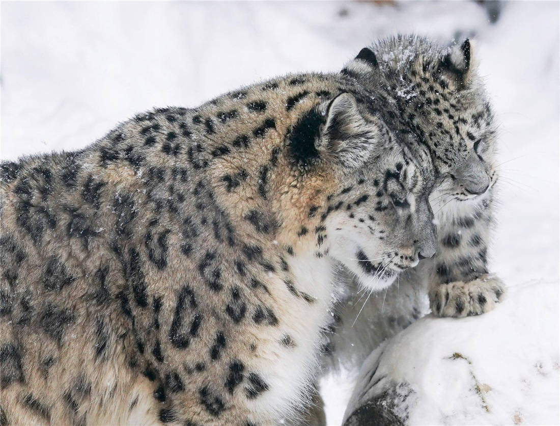 祁连山东段发现雪豹母豹抓岩羊训练幼崽捕食哪知小豹却把岩羊放走