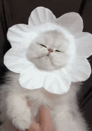 猫举花表情包图片