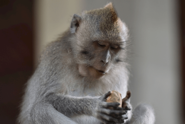 算命老先生说猴猴人后半辈子反而有福气你是不是