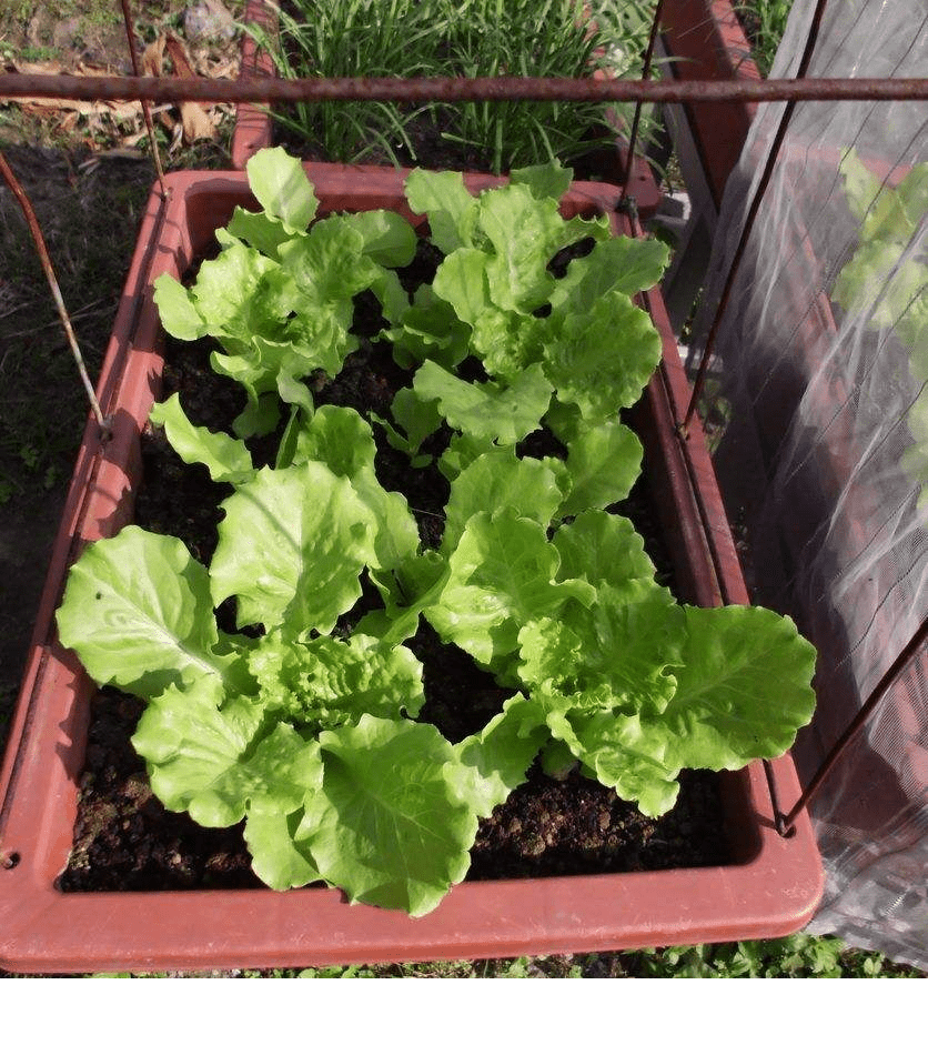 原创秋末适合养的3种阳台菜,成熟快叶子翠绿,想吃随手摘