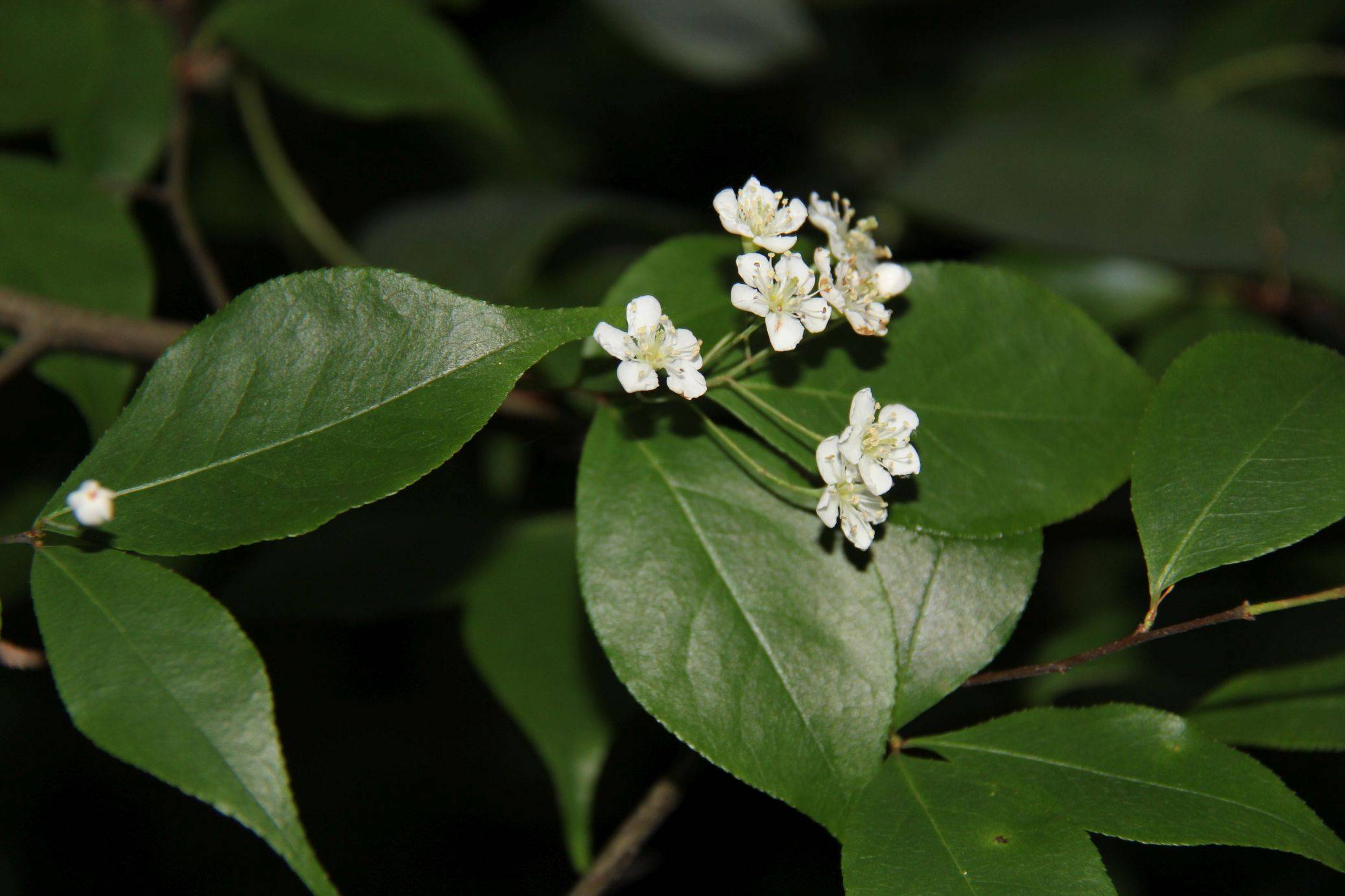 庆元植物1283-蔷薇科-石楠属-伞花石楠_手机搜狐网