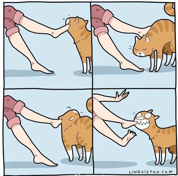 养猫的人一定会干的10件事讲真的每一件都太真实了