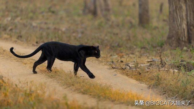 其實,黑豹並不少見,比如在印度,至少在5個野生動物保護區都能看到