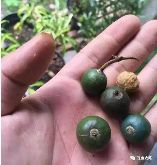 金剛菩提子怎么選擇？它又大量上市了，今年還能低價淘到極品嗎？