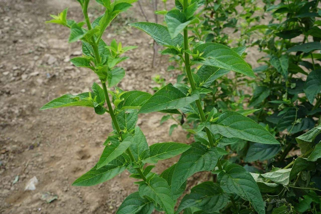 全国中草药汇编性效能菊科植物野马追(eupatorium lindleyanum)和野马