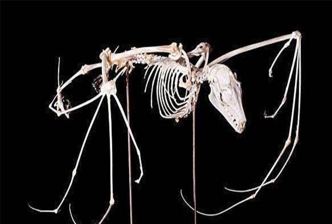 原创4种生物死后的骨架本是憨态可掬的熊猫却成了这副模样