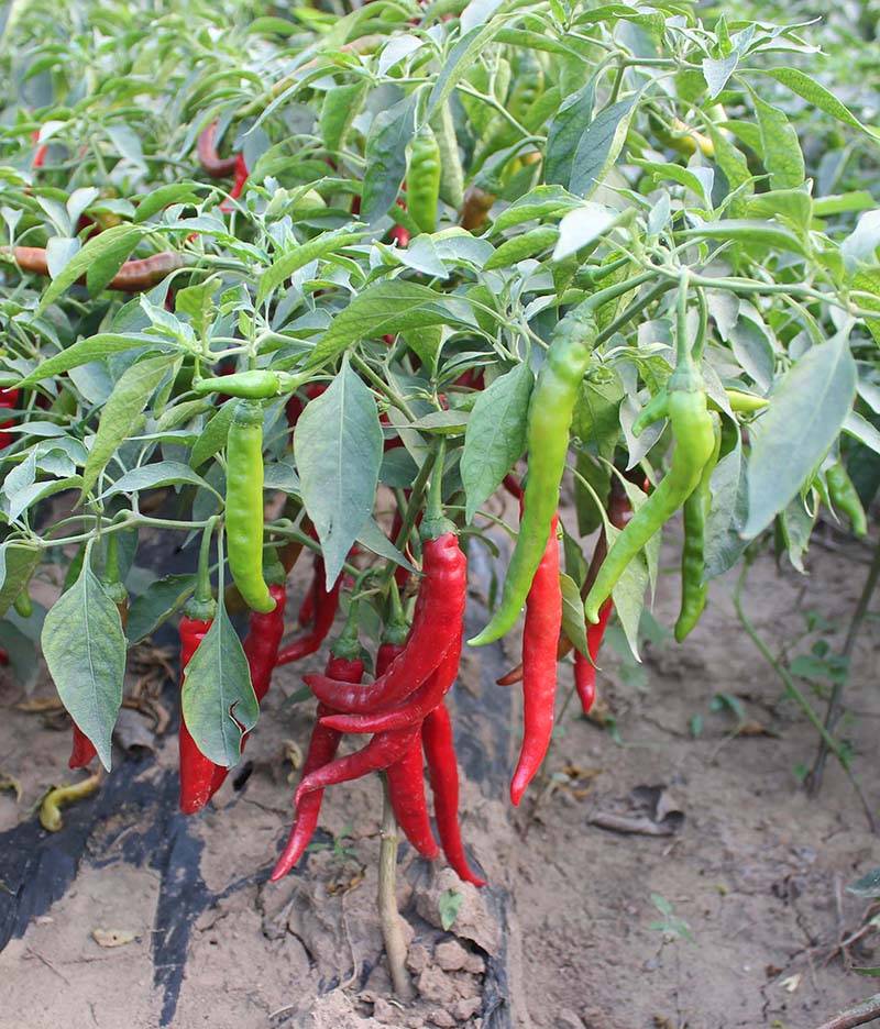 红丰九号辣椒种子