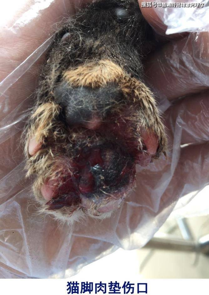 一例激光治疗猫脚肉垫裂开溃烂的治疗报告