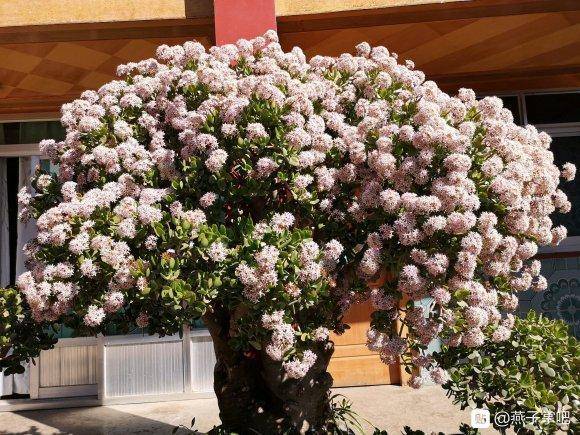 20年的老玉树,茎秆比腰粗,年年开满吉祥花,真壮观