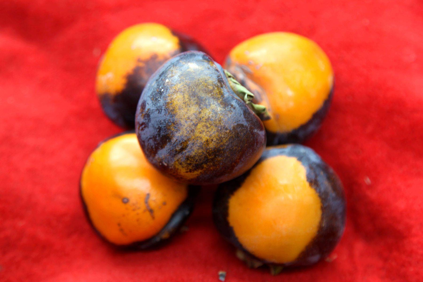 原创山西农民种植黑柿子,客商出价3元钱,采摘后成了烦恼事