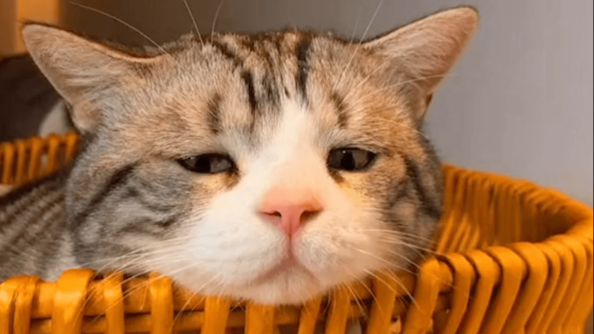 猫猫绝育后就这样了好难过我该怎么办