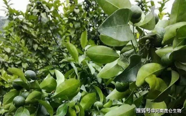 沃柑促花用什么藥(沃柑什么時候促花最好)