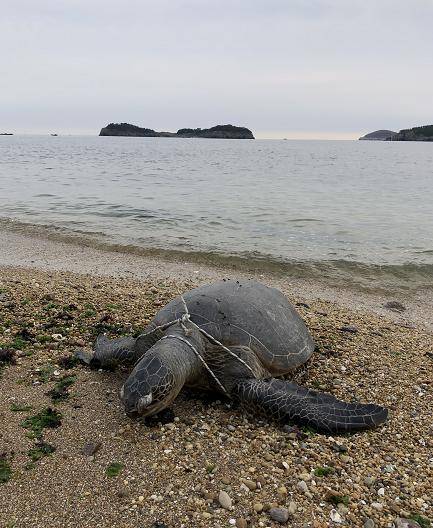 大连海边惊现硕大海龟已不幸死亡身上系根绳子