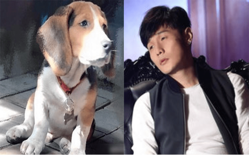 杨丞琳晒狗界李荣浩还能上热门搜索,这样的却是大家关心的事情吧