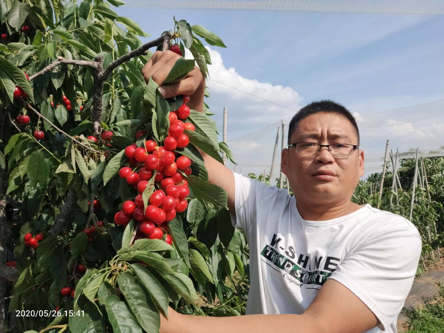 是目前樱桃品种中具有很好发展前景樱桃苗新品种,中熟易丰产的新品种