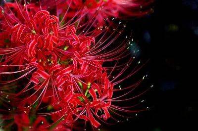 心理测试:选一朵地狱彼岸花,测谁对你念念不忘_对方