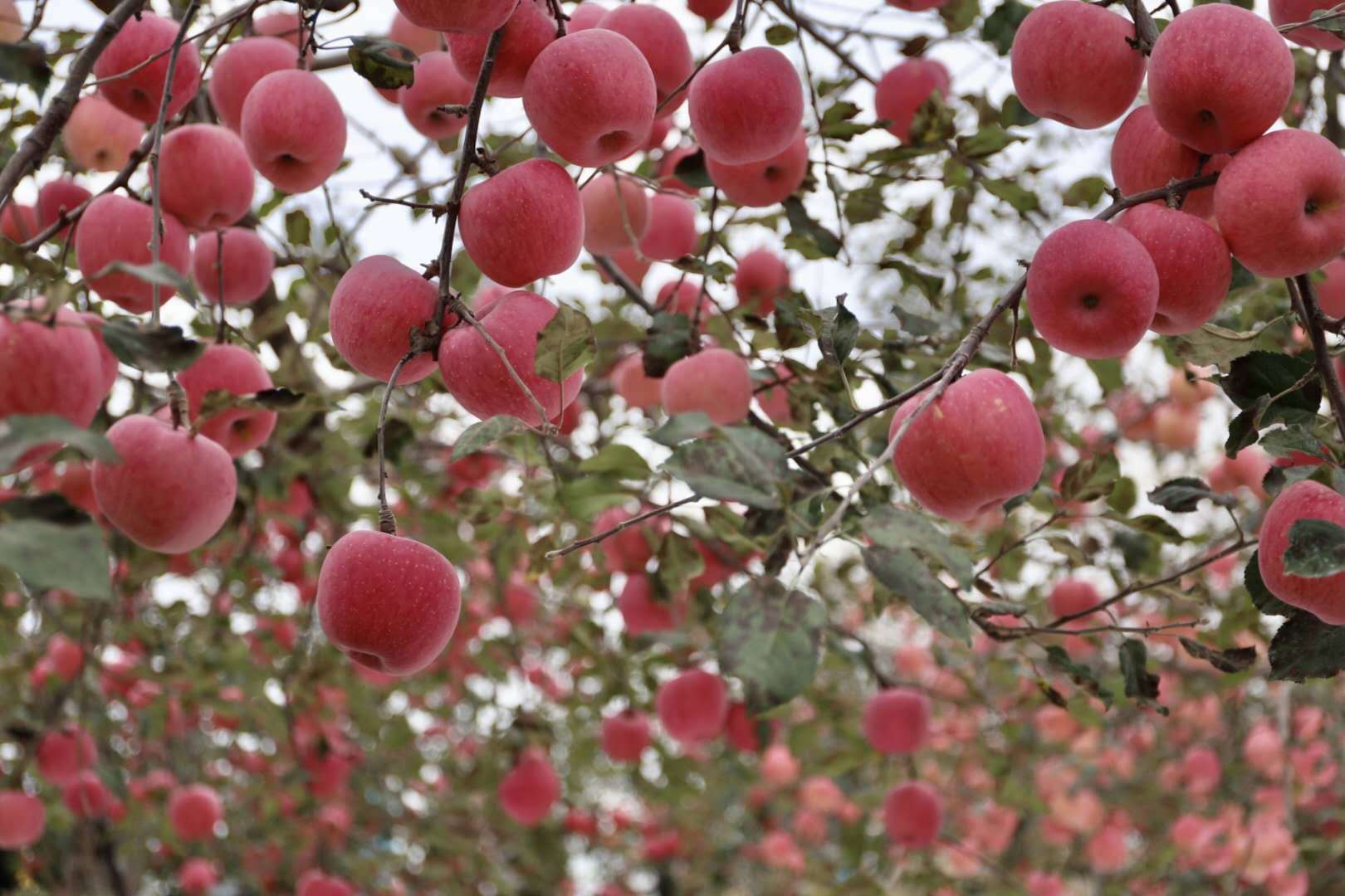 延安有我一棵树,不仅是苹果,也是一种惦念与牵挂-搜狐大视野-搜狐新闻