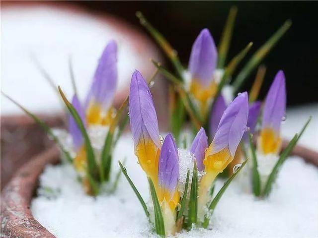 这些花好看"不怕冷,比人抗冻,冰天雪地"花更浓