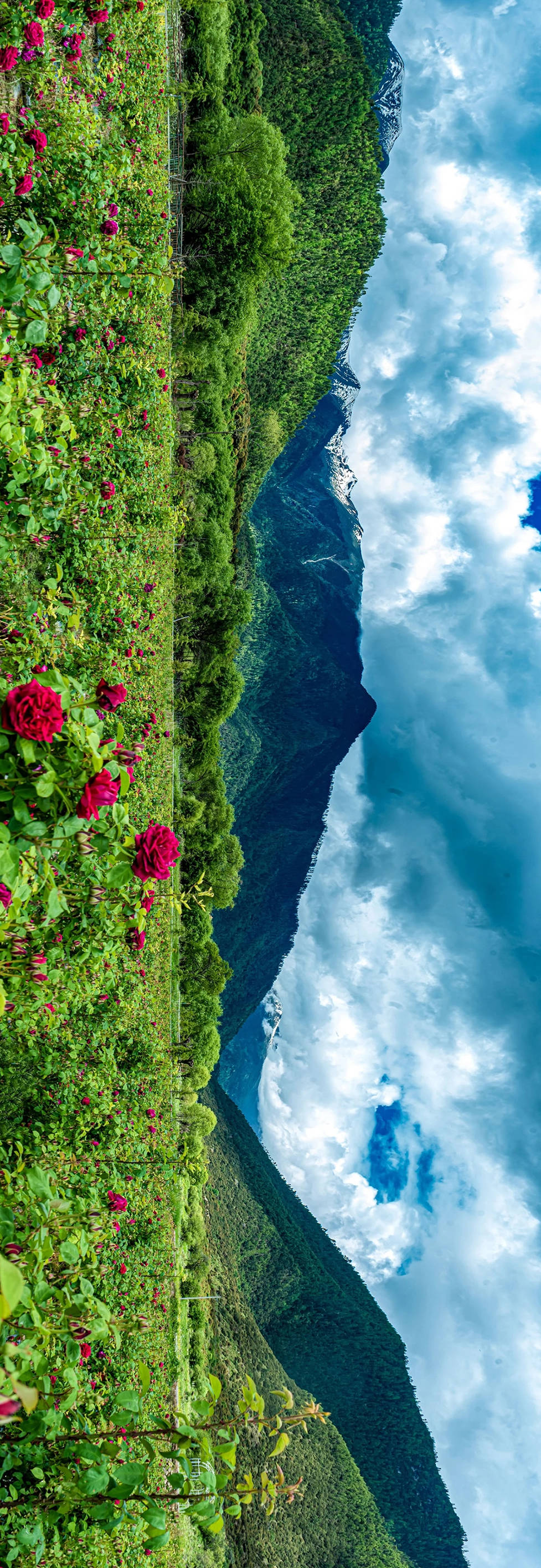 西藏林芝私藏的玫瑰花海,美到窒息!