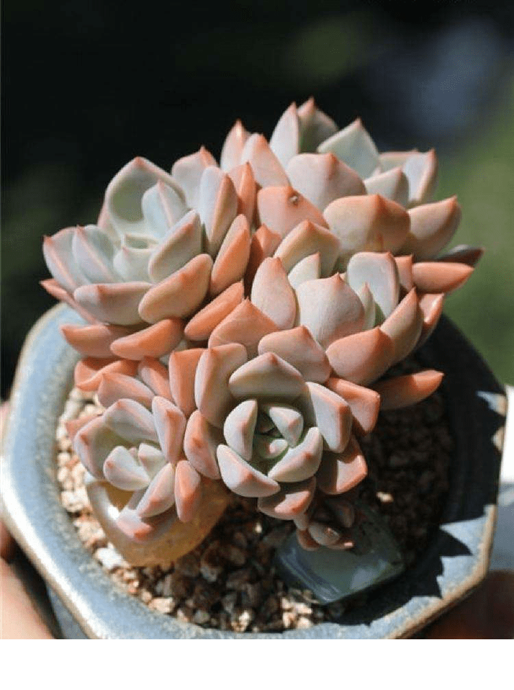 一款粉嫩的多肉叫红粉佳人,晒晒太阳叶子变色,容易养成老桩