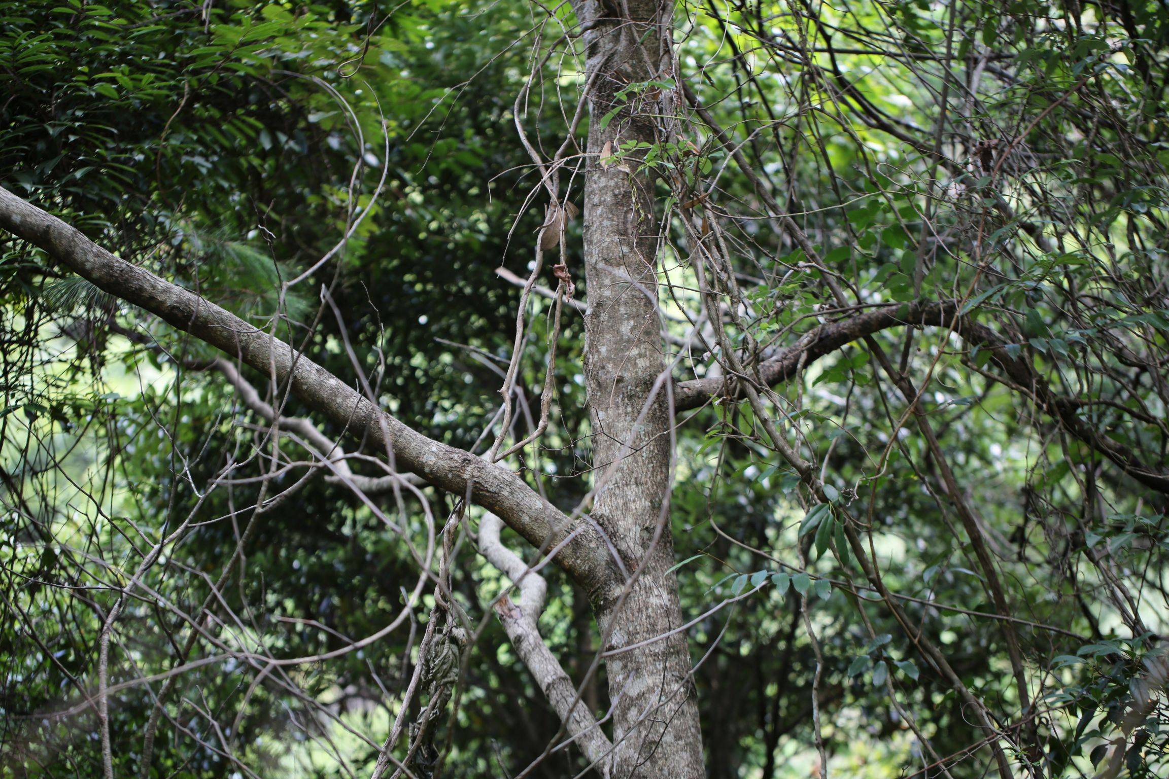 大叶鼠李树图片图片