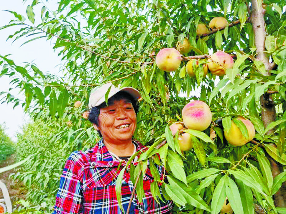 千亩冬桃喜迎八方来客 衡水阜城张家桥hold得住!