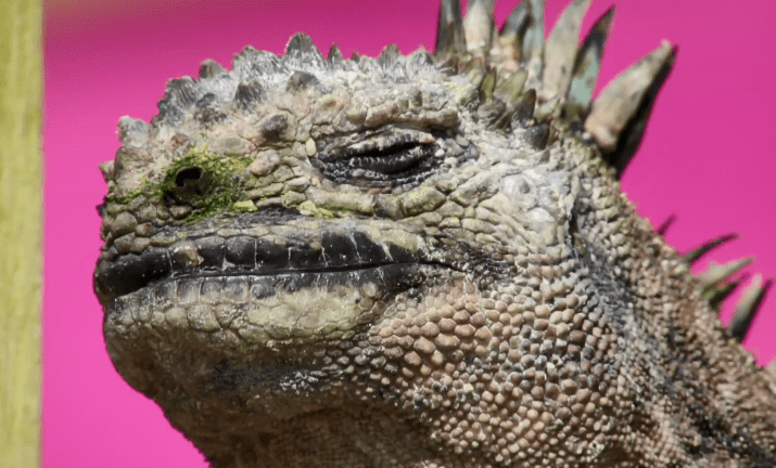 哥斯拉的皮套装着什么是蜥蜴恐龙还是