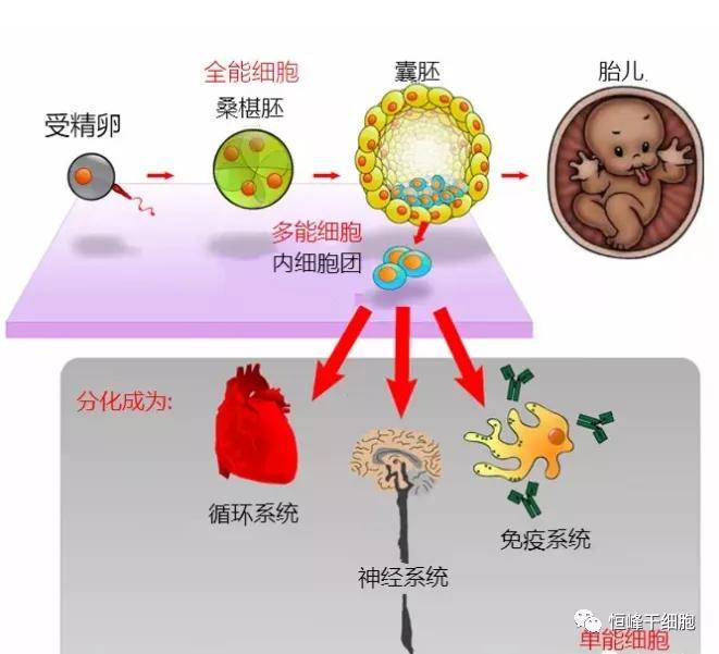 细胞衰老过程图片