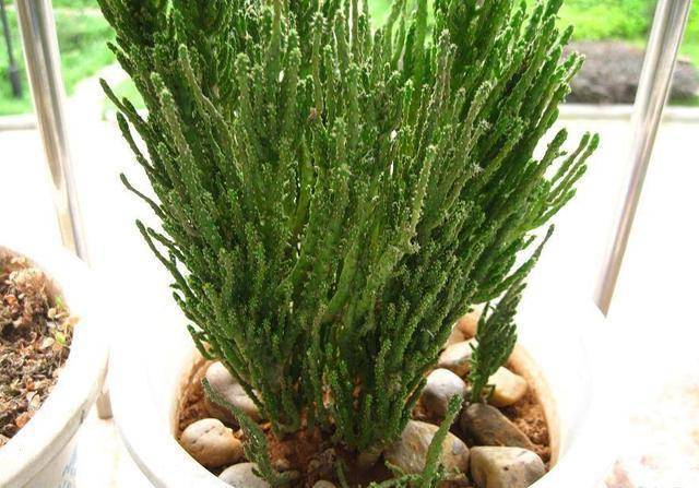 威武像"绿珊瑚",多肉一样萌呆,仙人掌一样霸气好养